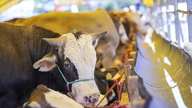 Gaziantep’te Kurbanlık Fiyatları Ne Kadar? 2025 Yılı Dana, Tosun, Koyun ve Keçi Fiyatları Açıklandı