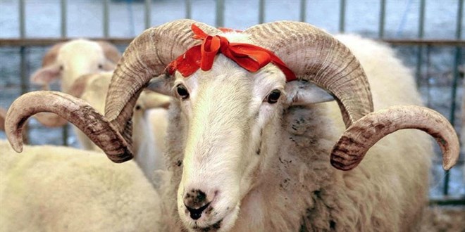 Gaziantep’te Kurban Hazırlığı Başladı: Vekaletle Kurban Kesim Bedeli Açıklandı