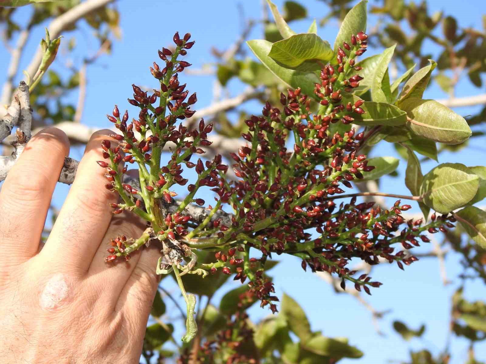 Gaziantep'te Zirai Don Etkisi: Fıstık Piyasasında Hareketlilik Başladı!