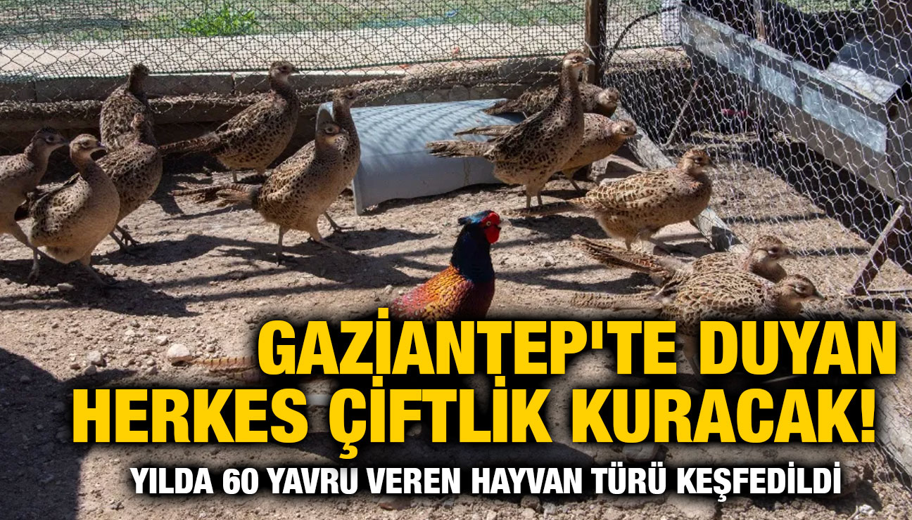 Gaziantep'te Duyan Herkes Çiftlik Kuracak! Yılda 60 Yavru Veren Hayvan Türü Keşfedildi
