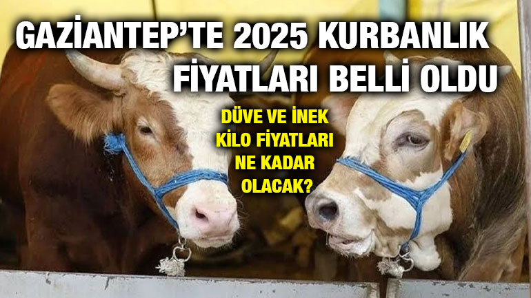 Gaziantep’te 2025 Kurbanlık Fiyatları Belli Oldu: Dana, Düve ve İnek Kilo Fiyatları Ne Kadar Olacak?