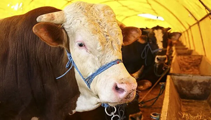 Gaziantep'te Kurban Bayramı Öncesi Fiyatlar ve Durum Değerlendirmesi