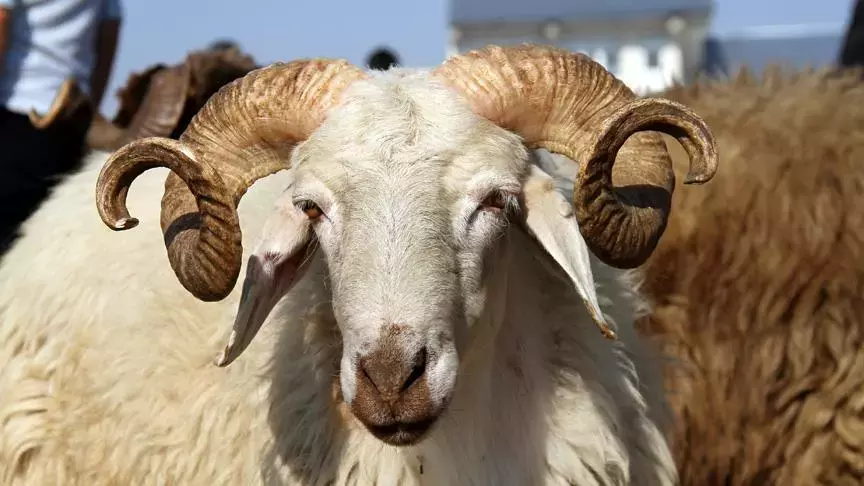 Gaziantep’te Kurbanlık Fiyatları Belli Oldu! 2025 Küçükbaş ve Büyükbaş Canlı Kilo Fiyatları Ne Kadar?