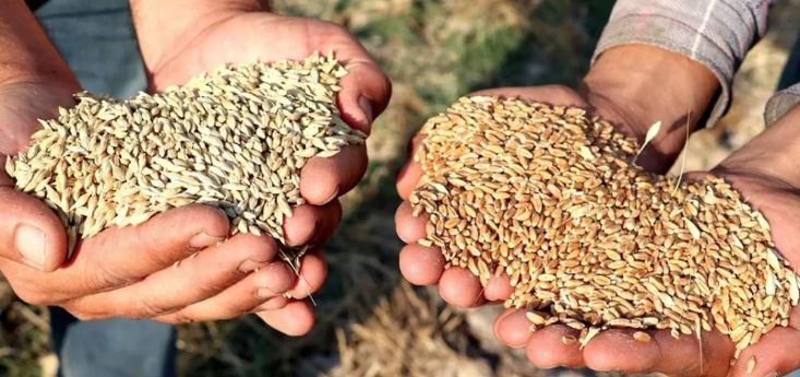 Gaziantep Ticaret Borsası 26 Nisan 2025 Mercimek, Arpa, Mısır ve Buğday Fiyatlarını Açıkladı