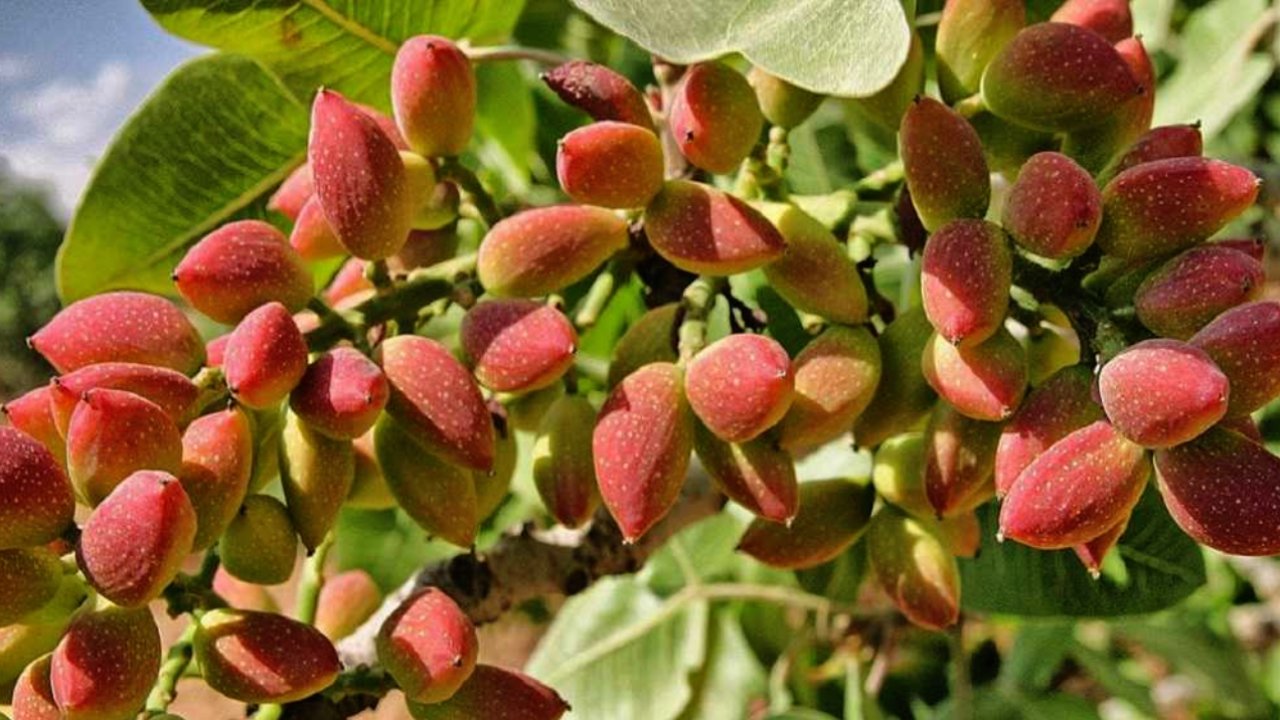 Antep Fıstığı Fiyatları Fırladı: 'Kilosu 1.600 TL'