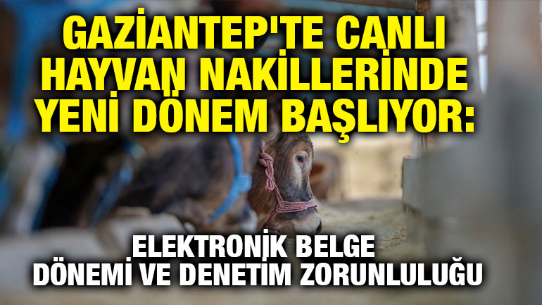 Gaziantep'te canlı hayvan nakillerinde yeni dönem başlıyor: Elektronik belge dönemi ve denetim zorunluluğu