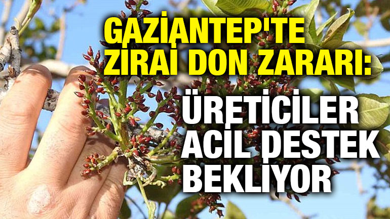 Gaziantep'te Zirai Don Zararı: Üreticiler Acil Destek Bekliyor
