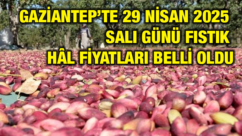 Gaziantep’te 29 Nisan 2025 Salı Günü Fıstık Hâl Fiyatları Belli Oldu