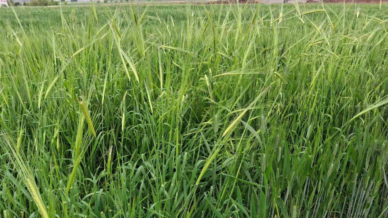 Gaziantep'te etkili olan yağmur çiftçinin yüzünü güldürdü