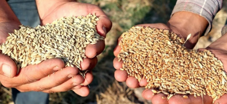 Gaziantep Ticaret Borsası 30 Nisan 2025 Fiyatlarını Açıkladı: Mercimek, Arpa, Mısır ve Buğday Fiyatları