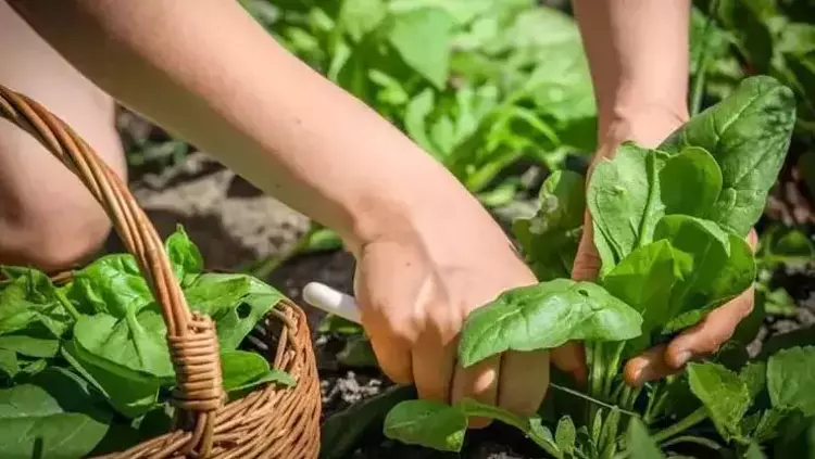 Pazarda Görenin Sepetini Doldurduğu Şifa Deposu! Kalbi Koruyor, Ömrü Uzatıyor