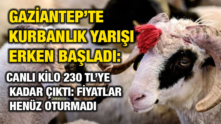 Gaziantep’te Kurbanlık Yarışı Erken Başladı! Canlı Kilo 230 TL’ye Kadar Çıktı: Fiyatlar Henüz Oturmadı