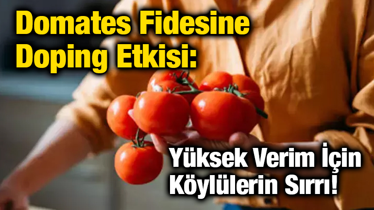 Domates Fidesine Doping Etkisi: Yüksek Verim İçin Köylülerin Sırrı!