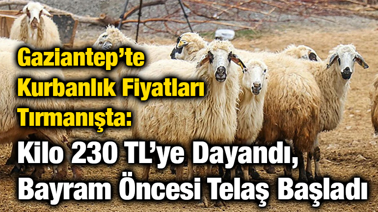 Gaziantep’te Kurbanlık Fiyatları Tırmanışta: Canlı Kilo 230 TL’ye Dayandı, Bayram Öncesi Telaş Başladı