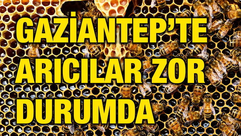 Gaziantep’te Arıcılar Zor Durumda