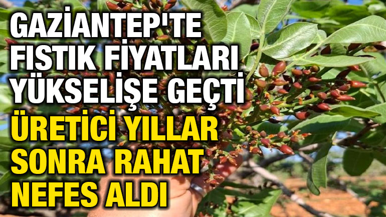 Gaziantep'te Fıstık Fiyatları Yükselişe Geçti: Üretici Yıllar Sonra Rahat Nefes Aldı