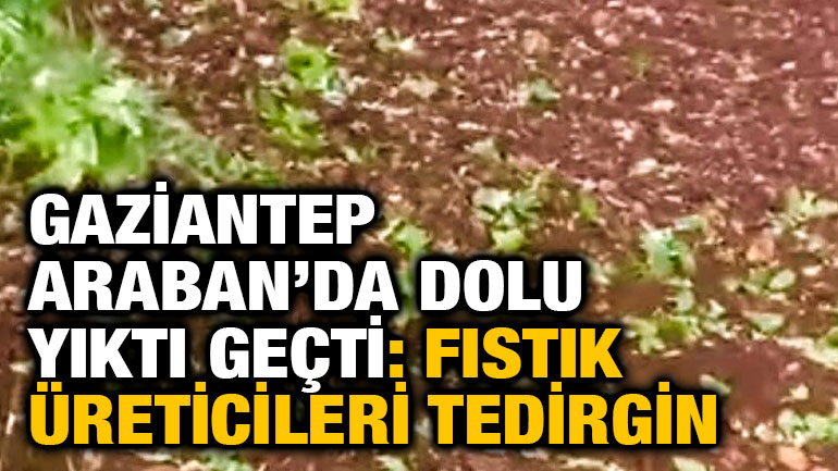 ​​​​​​​Gaziantep Araban’da Dolu Yıktı Geçti: Fıstık Üreticileri Tedirgin