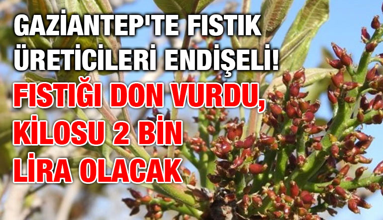 Gaziantep'te Fıstık Üreticileri Endişeli! Fıstığı Don Vurdu, Kilosu 2 Bin Lira Olacak