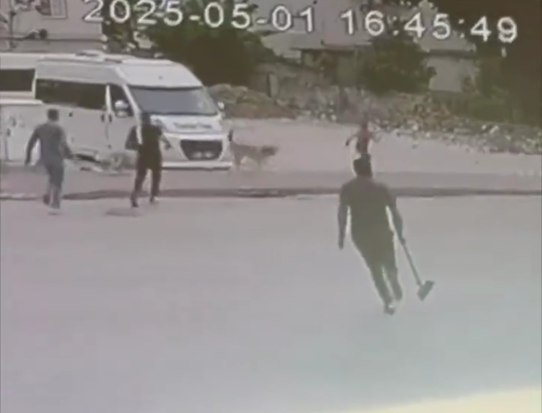 Sokak  köpekleri çocuğa saldırdı! İşte o görüntüler