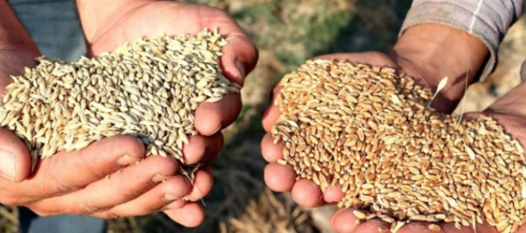 Gaziantep Ticaret Borsası 5 Mayıs 2025 Fiyatlarını Açıkladı: Mercimek, Arpa, Mısır ve Buğday Fiyatları
