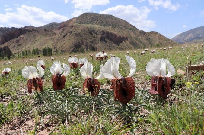 Erzurum'un Oltu İlçesinde Kurt Kulağı Çiçekleri Görsel Şölen Sunuyor: Doğa Tutkunlarının Gözdesi