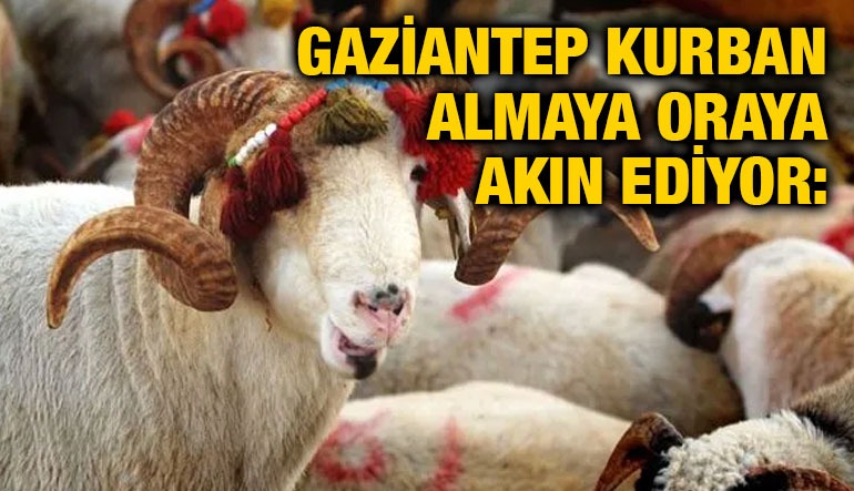 Gaziantep Kurban Almaya Oraya Akın Ediyor