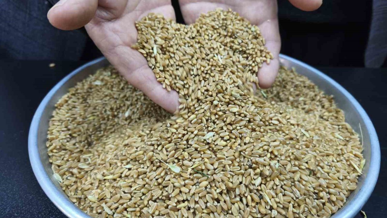 Yılın ilk buğdayı GTB’de işlem gördü: "Haziran başında hasat başlıyor"