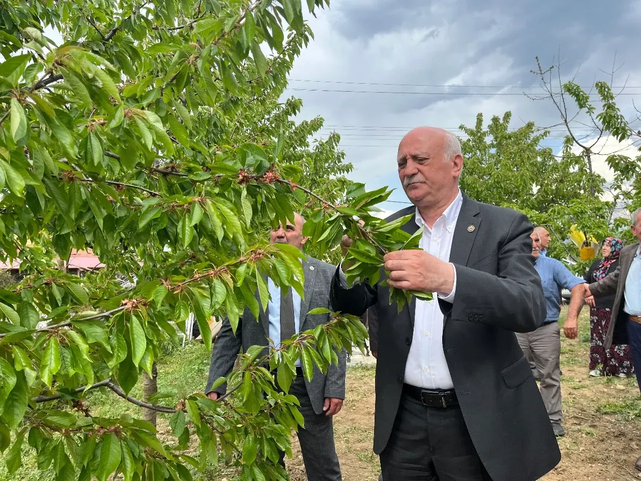 Bayraktar: “Tarihimizin En Büyük Afetini Yaşıyoruz” – Don Felaketi Bolu’da Kiraz Bahçelerini Vurdu, Çiftçi Destek Bekliyor