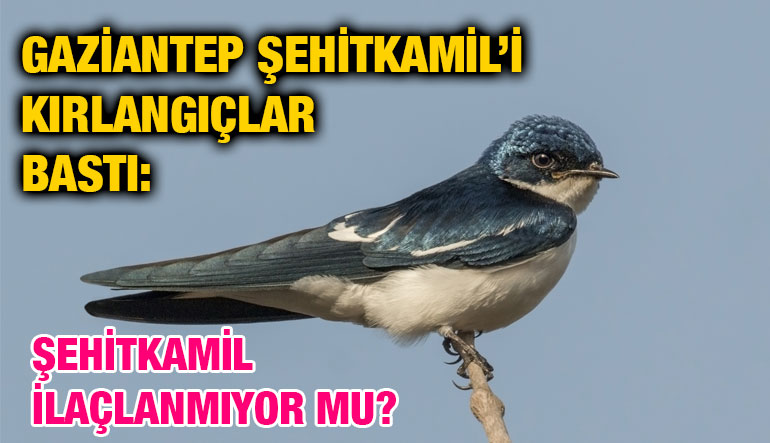 Gaziantep Şehitkamil’i Kırlangıçlar Bastı: Şehitkamil İlaçlanmıyor mu?