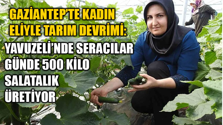 Gaziantep’te Kadın Eliyle Tarım Devrimi: Yavuzeli’nde Seracılar Günde 500 Kilo Salatalık Üretiyor