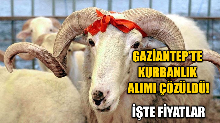 Gaziantep'te Kurbanlık Alımı Çözüldü! İşte Fiyatlar
