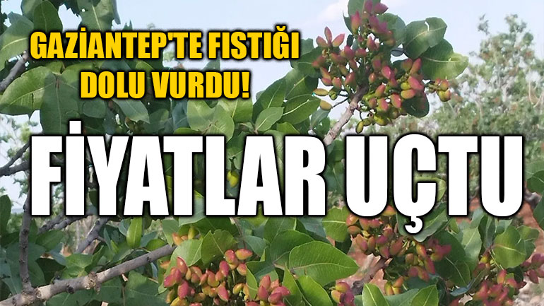 Gaziantep'te Fıstığı Dolu Vurdu! Fiyatlar Uçtu