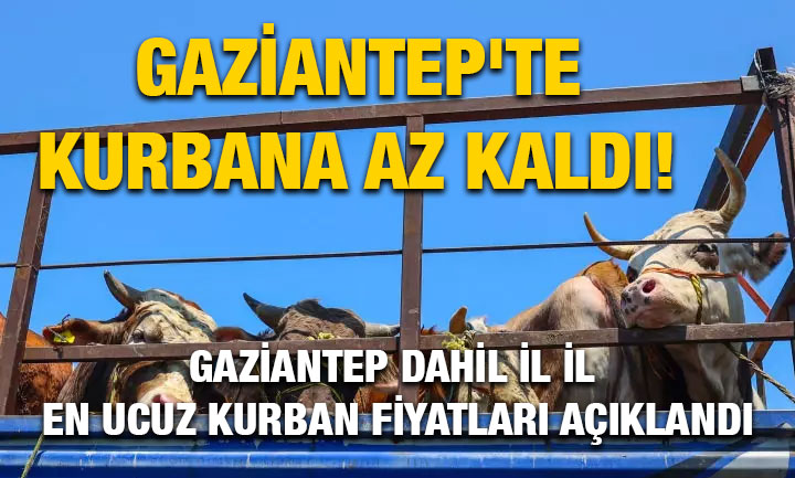 Gaziantep'te Kurbana Az Kaldı! Gaziantep Dahil İl İl En Ucuz Kurban Fiyatları Açıklandı
