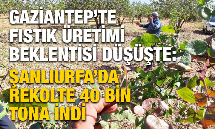 Gaziantep’te Fıstık Üretimi Beklentisi Düşüşte: Şanlıurfa’da Rekolte 40 Bin Tona İndi