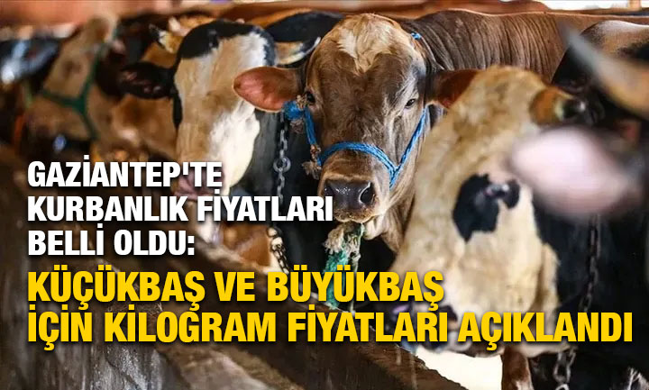 Gaziantep'te Kurbanlık Fiyatları Belli Oldu: Küçükbaş ve Büyükbaş İçin Kilogram Fiyatları Açıklandı