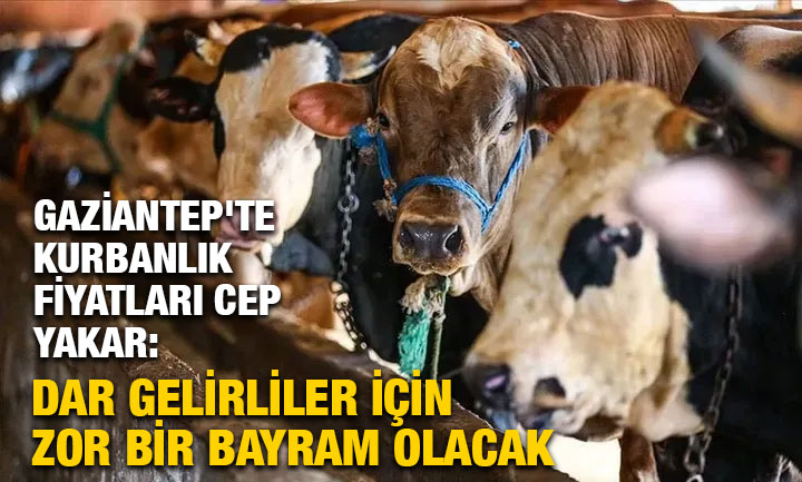 Gaziantep'te Kurbanlık Fiyatları Cep Yakar: Dar Gelirliler İçin Zor Bir Bayram Olacak