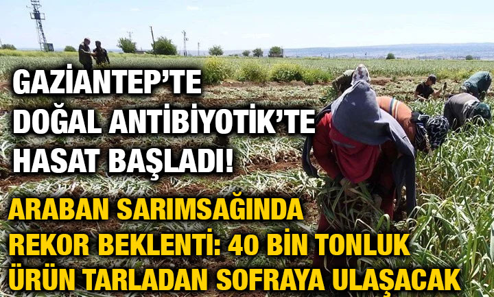 Gaziantep’te Doğal Antibiyotik’te Hasat Başladı!