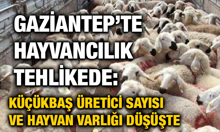 Gaziantep’te Hayvancılık Tehlikede: Küçükbaş Üretici Sayısı ve Hayvan Varlığı Düşüşte