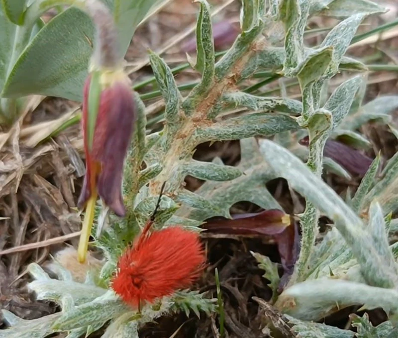 Gaziantep Doğasında 5 Yıl Sonra Büyük Sürpriz: Endemik Tür ve Nadir Böcek Aynı Karede Görüntülendi!