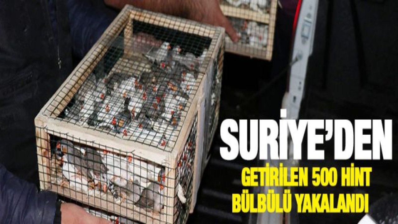 Suriye'den getirilen 500 Hint bülbülü yakalandı