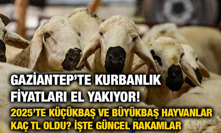 Gaziantep’te Kurbanlık Fiyatları El Yakıyor! 2025’te Küçükbaş ve Büyükbaş Hayvanlar Kaç TL Oldu? İşte Güncel Rakamlar