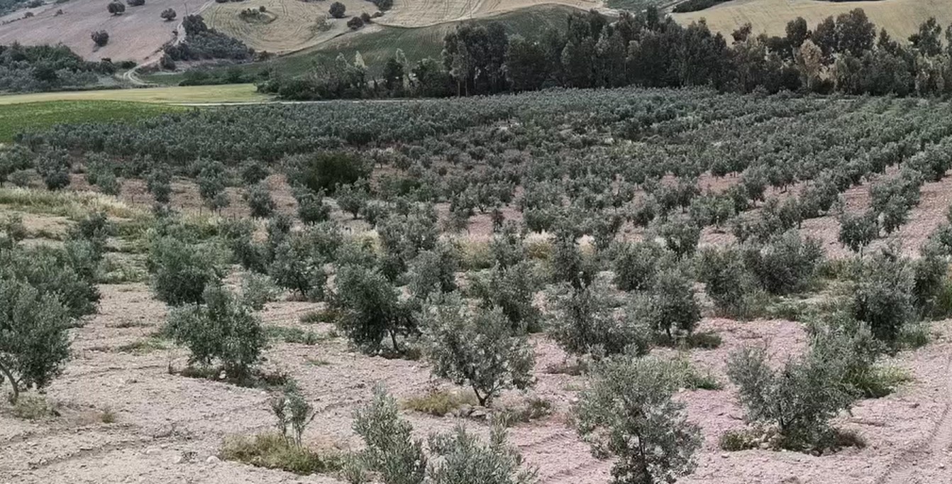 Gaziantep'te Zeytinyağı Fiyatları Yükseliyor: Üretici 500 TL'den Aşağı Olmaz Dedi!