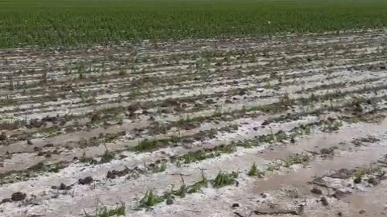 Gaziantep'te Dolu ve Sağanak Tarımı Vurdu: Çiftçi Perişan, Zarar Büyük!
