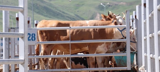 Gaziantep'te Kurban Bayramı Öncesi Tedbirler Artırıldı: Sağlık ve Güvenlik Önceliği