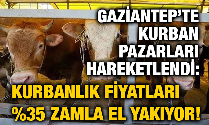 İGaziantep’te Kurban Pazarları Hareketlendi: Kurbanlık Fiyatları %35 Zamla El Yakıyor!