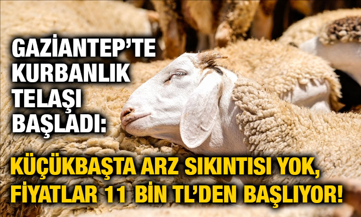 Gaziantep’te Kurbanlık Telaşı Başladı: Küçükbaşta Arz Sıkıntısı Yok, Fiyatlar 11 Bin TL’den Başlıyor!