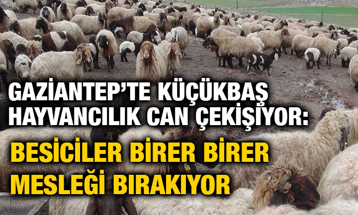 Gaziantep’te Küçükbaş Hayvancılık Can Çekişiyor: Besiciler Birer Birer Mesleği Bırakıyor