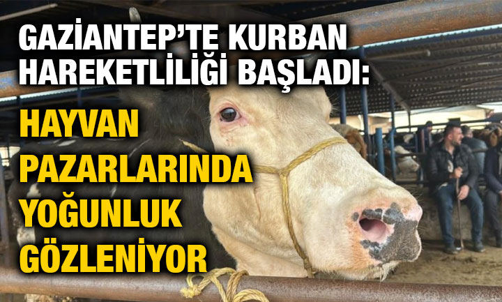 Gaziantep’te Kurban Hareketliliği Başladı: Hayvan Pazarlarında Yoğunluk Gözleniyor