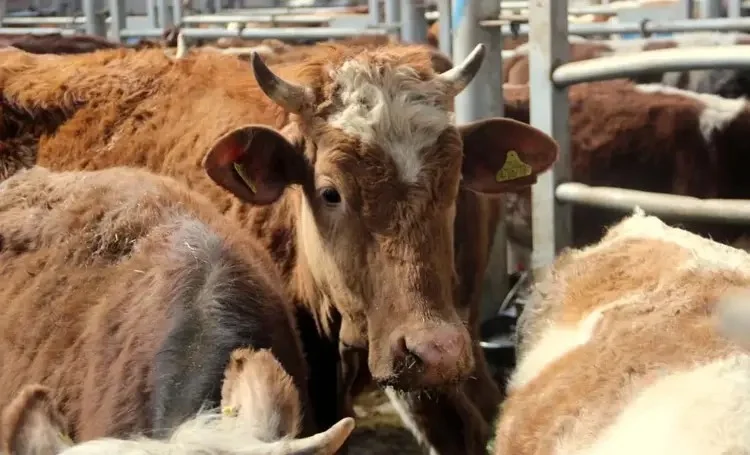 Kurban Bayramı Öncesi Şap Alarmı: Gaziantep'te Hayvan Hareketleri ve Pazarlar Hakkında Son Durum