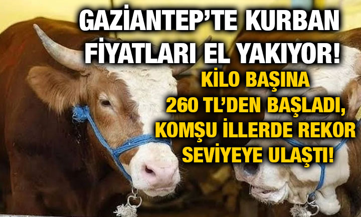 Gaziantep’te Kurban Fiyatları El Yakıyor! Kilo Başına 260 TL’den Başladı, Komşu İllerde Rekor Seviyeye Ulaştı!